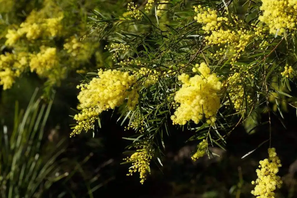 spring in australia
