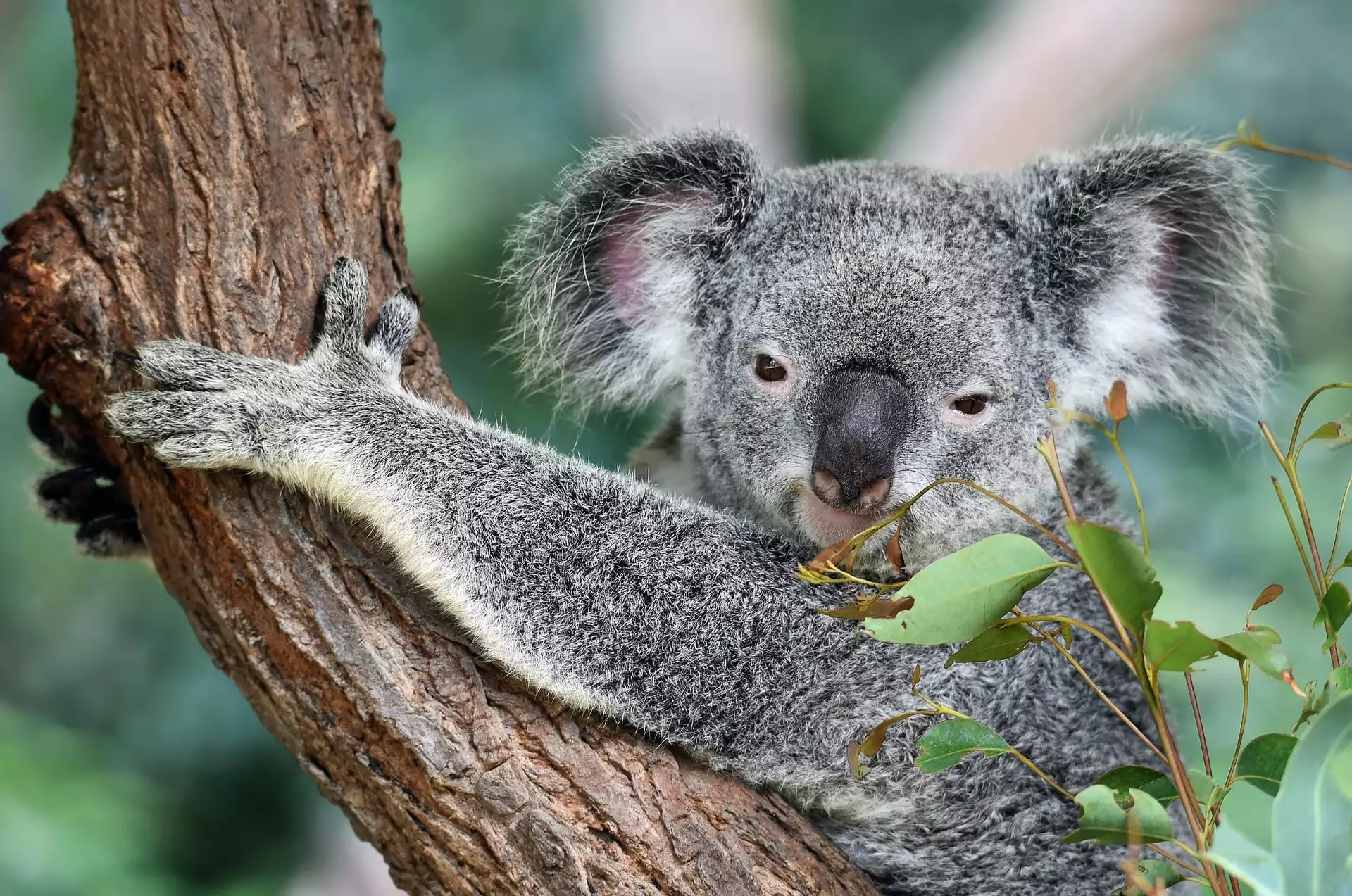 Koala hugging a tree