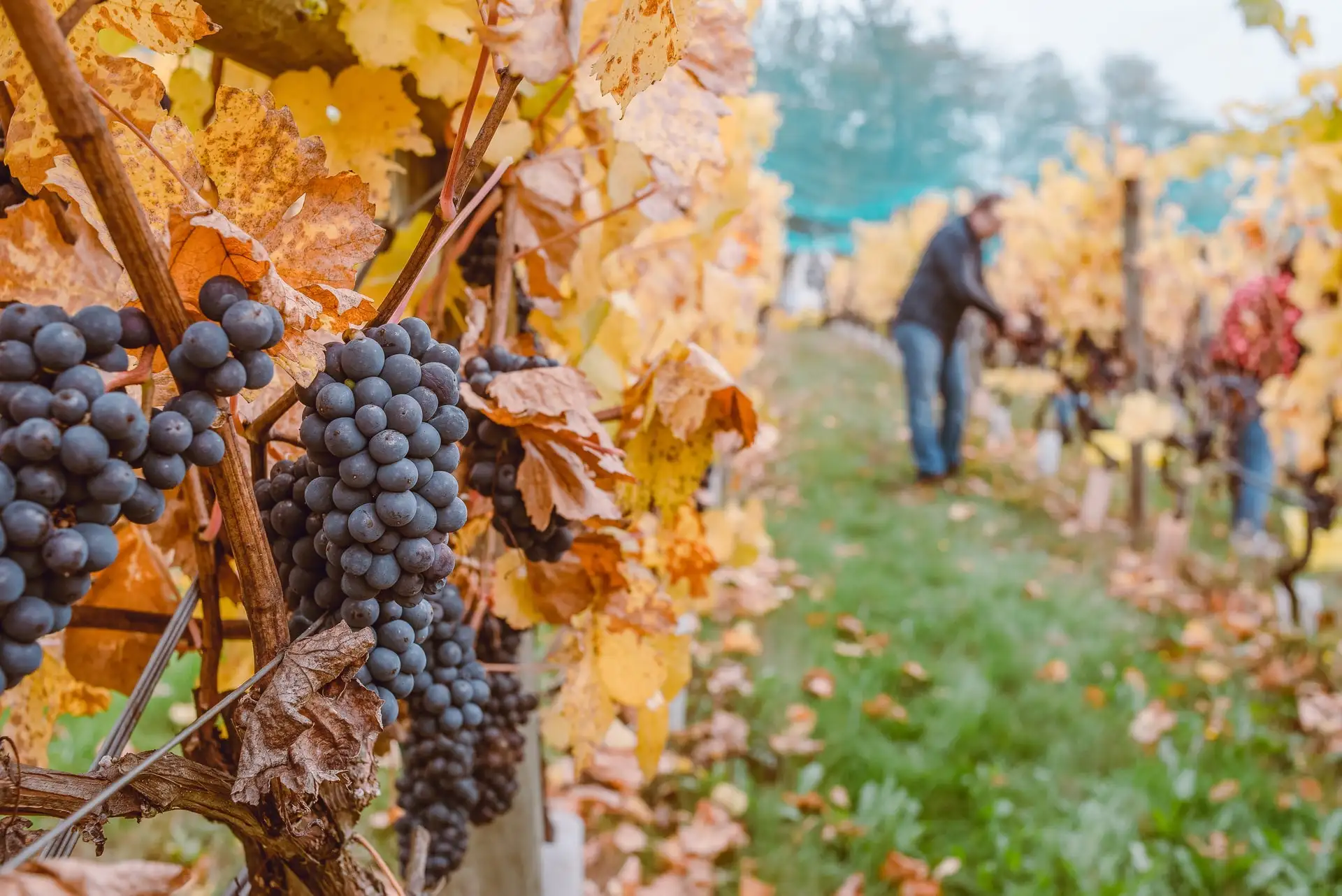 Grapes in a Vineyard